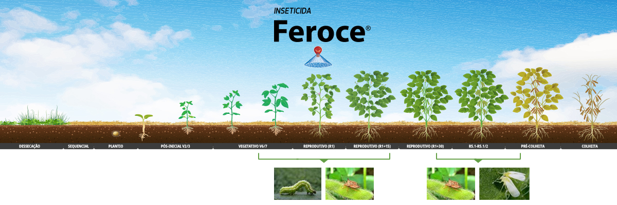 Feroce na soja https://br.uplcorp.com/product_sections/fenologia-soja-feroce-1.jpg